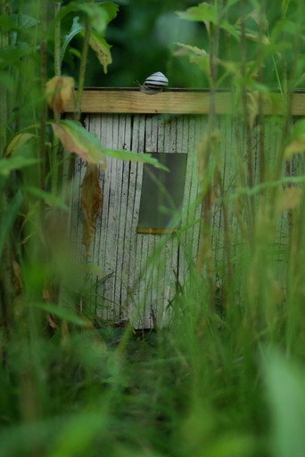 Abandoned Gardens
